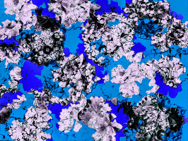 Double Hydrangeas REMIX- 6 Versions