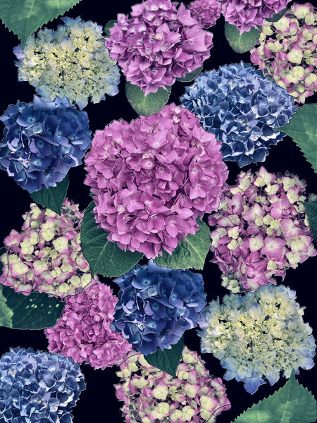 Alexa’s Hydrangeas Photomontage REMIX - 7 Versions