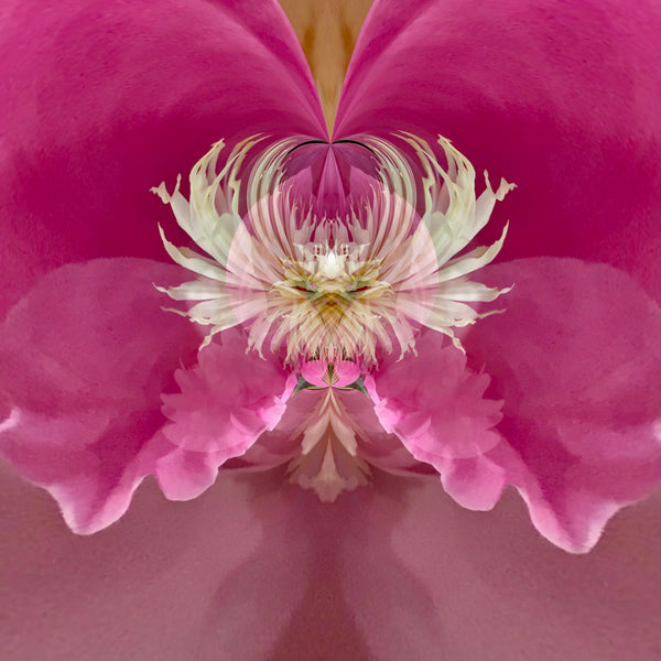 Steamy Peony - 7 Versions