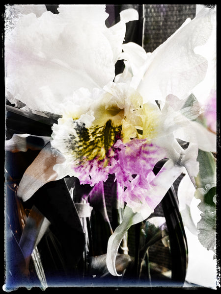 Cattleya Orchid - 3 Versions