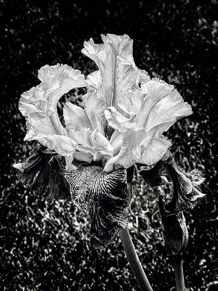 Iris Solo B+ W