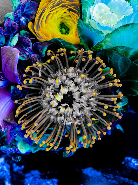 Nature's Pincushion: Framed