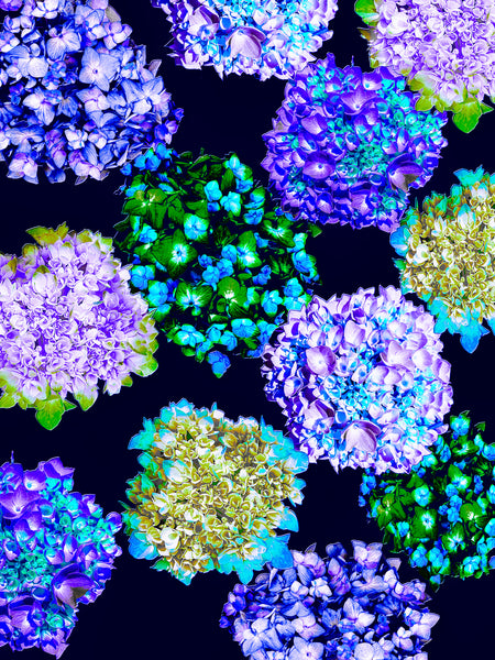 Alexa’s Hydrangeas Photomontage (Phase 1) - 4 Versions