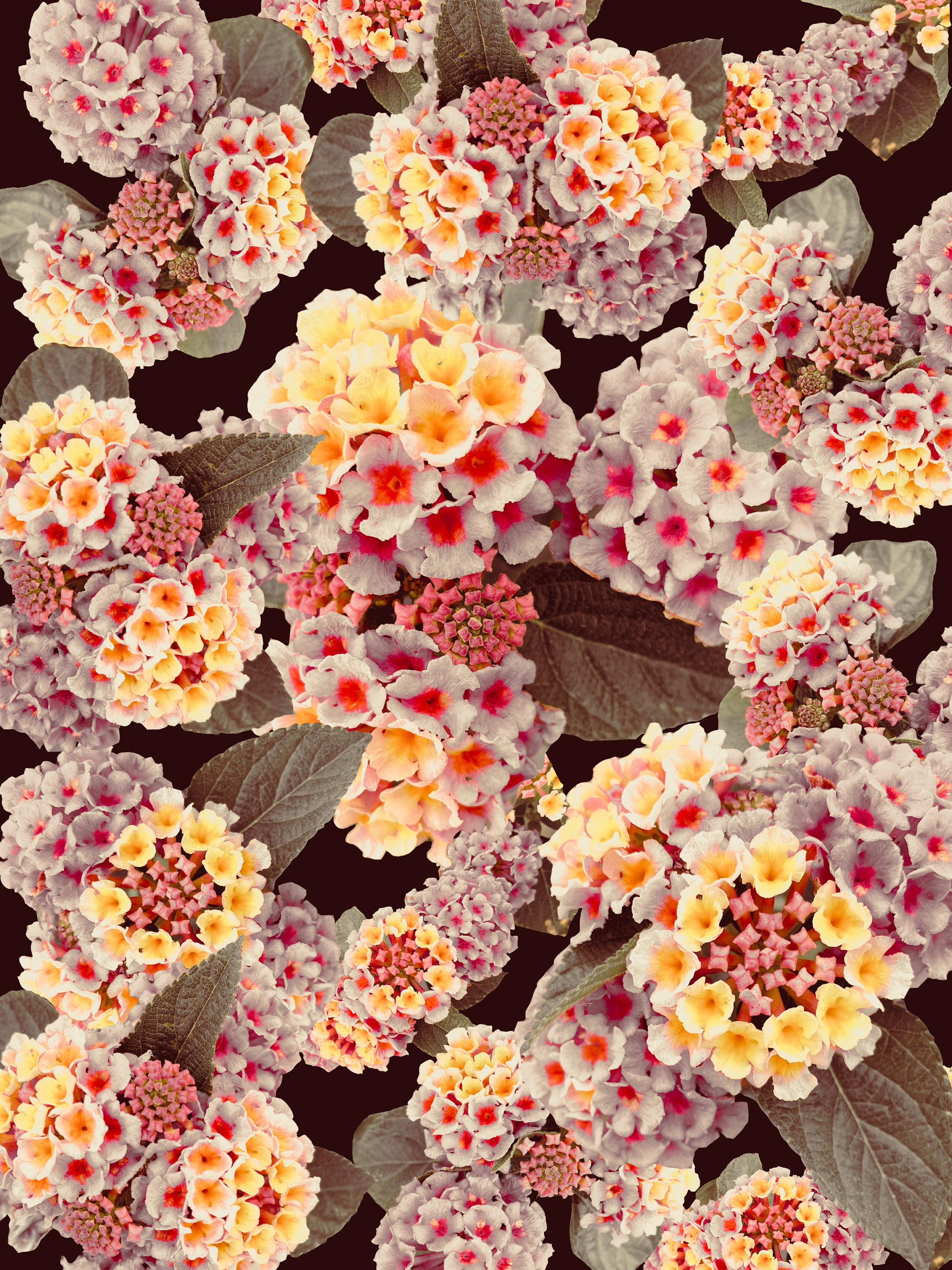 Made You Look Lantana