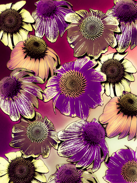 FB's Coneflowers Photomontage - 5 versions