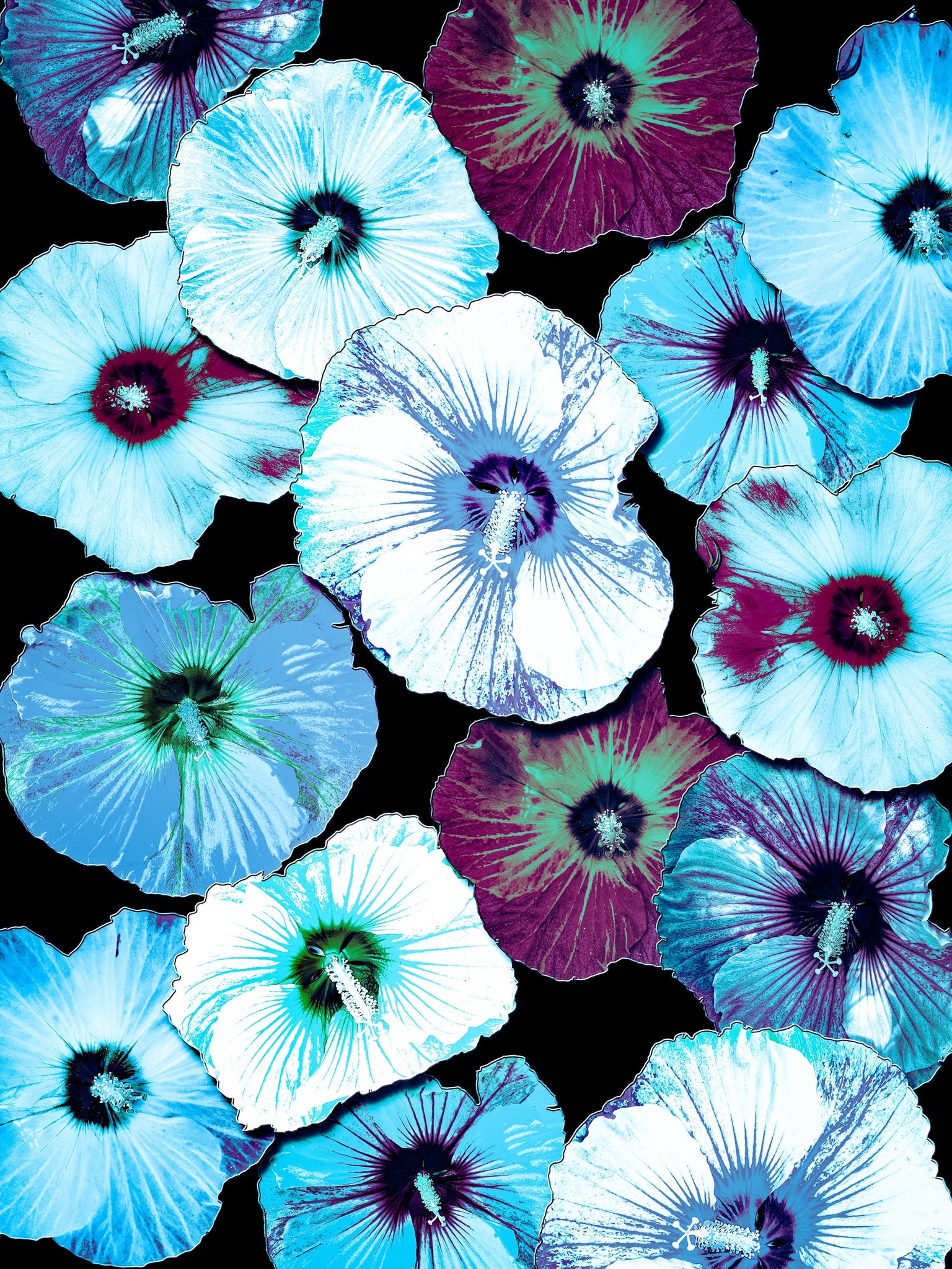 FB's Hibiscus Photomontage Turquoise- 36 x 48 Print