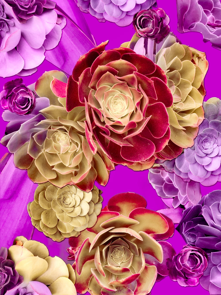 succulents santa monica Santa Monica Succulents Photomontage- 4 Versions – Joanie Landau Designs
