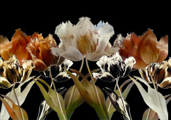 Five in Formation - Burnt Umber