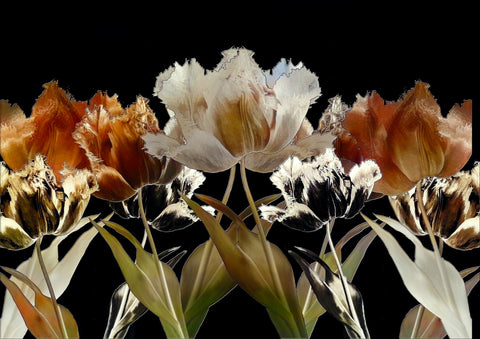 Five in Formation - Burnt Umber