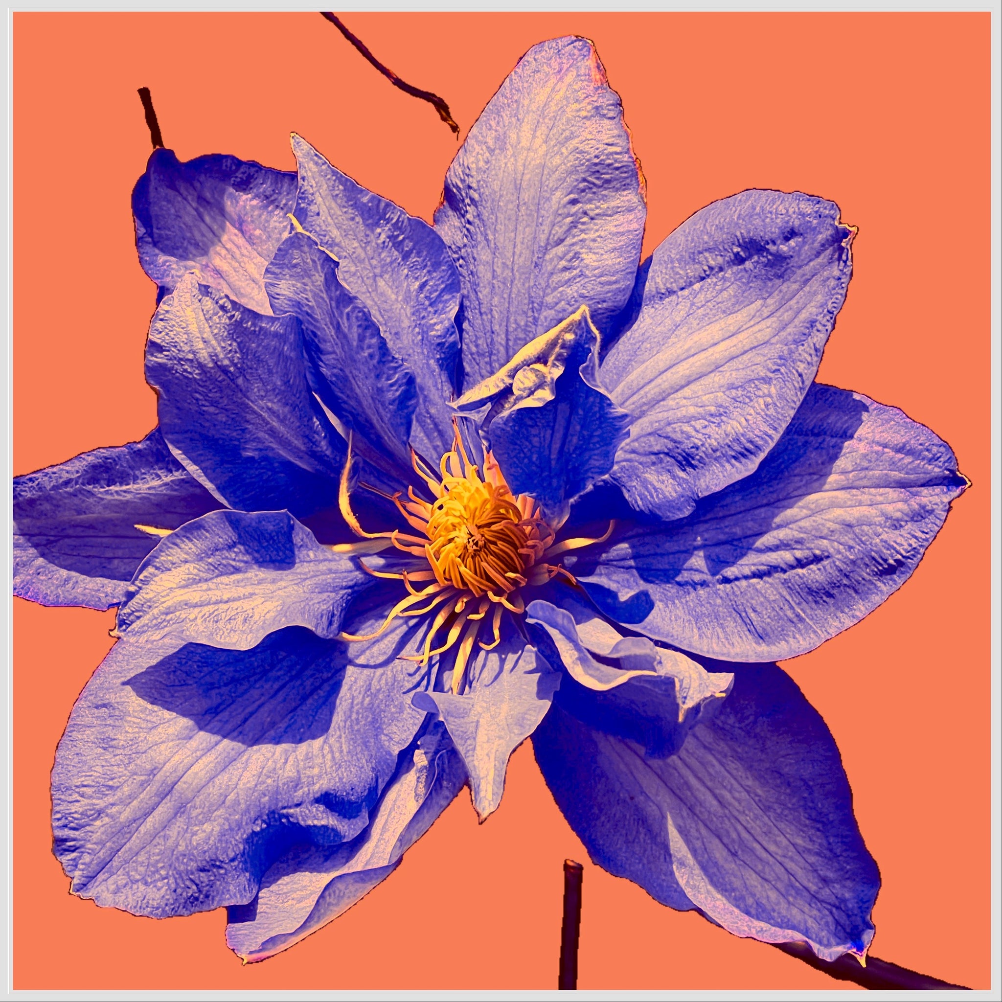 Clematis Solo - 6 Versions – Joanie Landau Designs