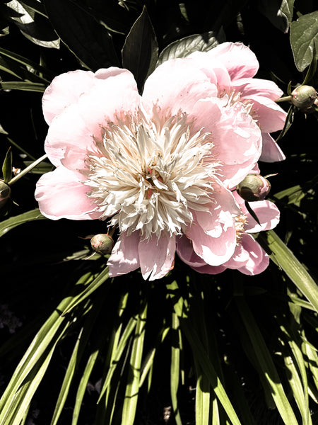 FB's Peonies Solo - 5 Versions
