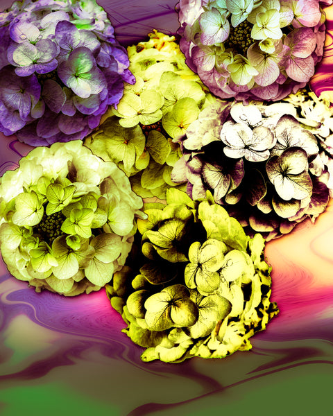Chromic Hydrangeas