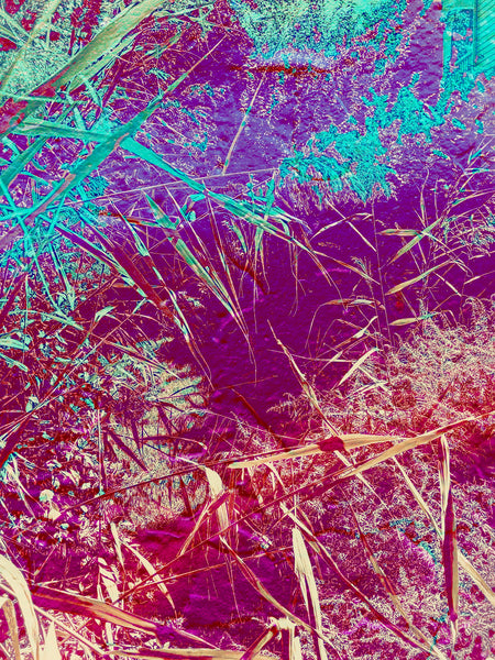 Welcome to the Jungle - 2 Versions