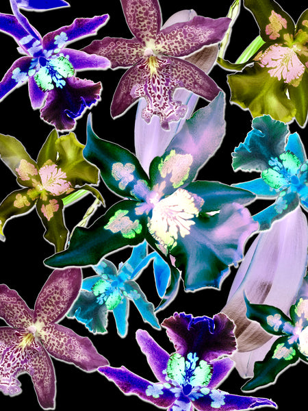 Orchid You Not - 5 Versions