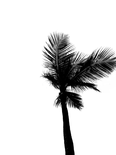 Punta Cana Palms - Black and White