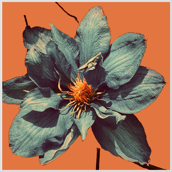 Clematis Solo - 6 Versions