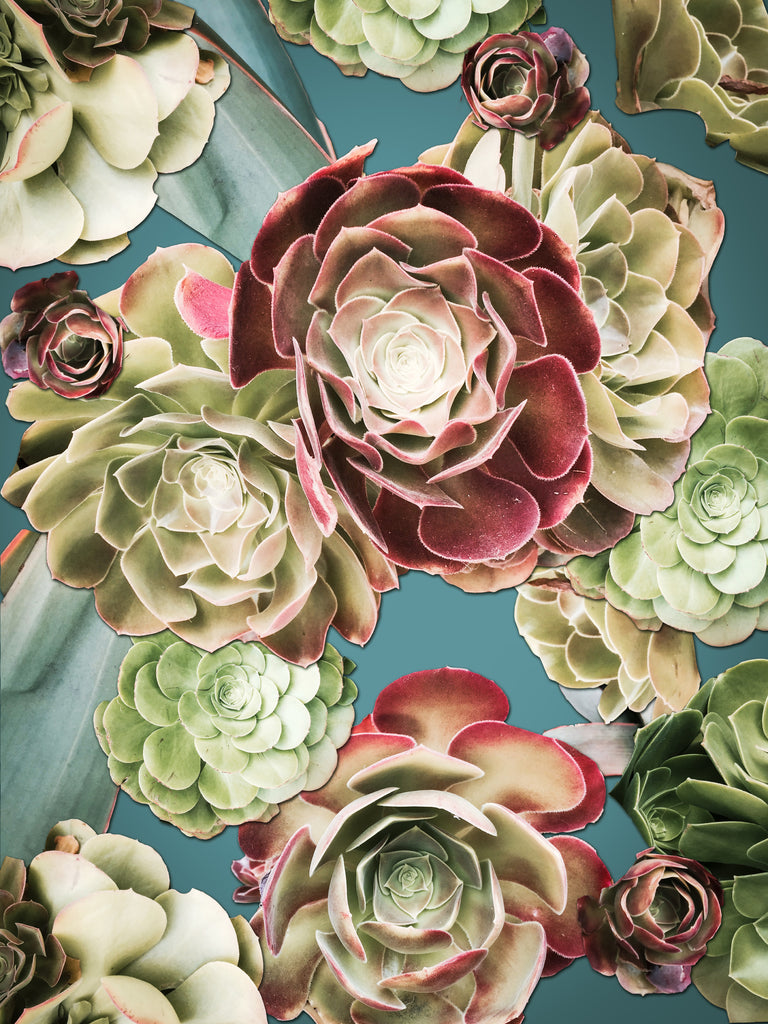 succulents santa monica Santa Monica Succulents Photomontage- 4 Versions – Joanie Landau Designs