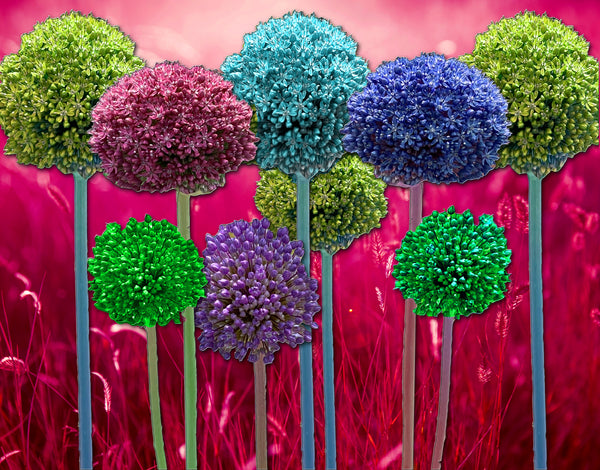 Allium Lollipops