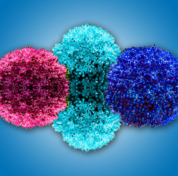 Allium Pom Poms