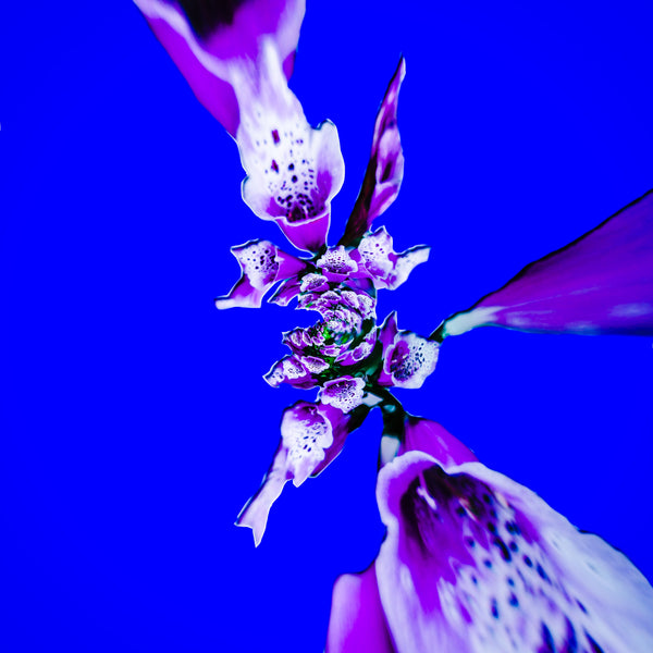 Crazy Like a Foxglove