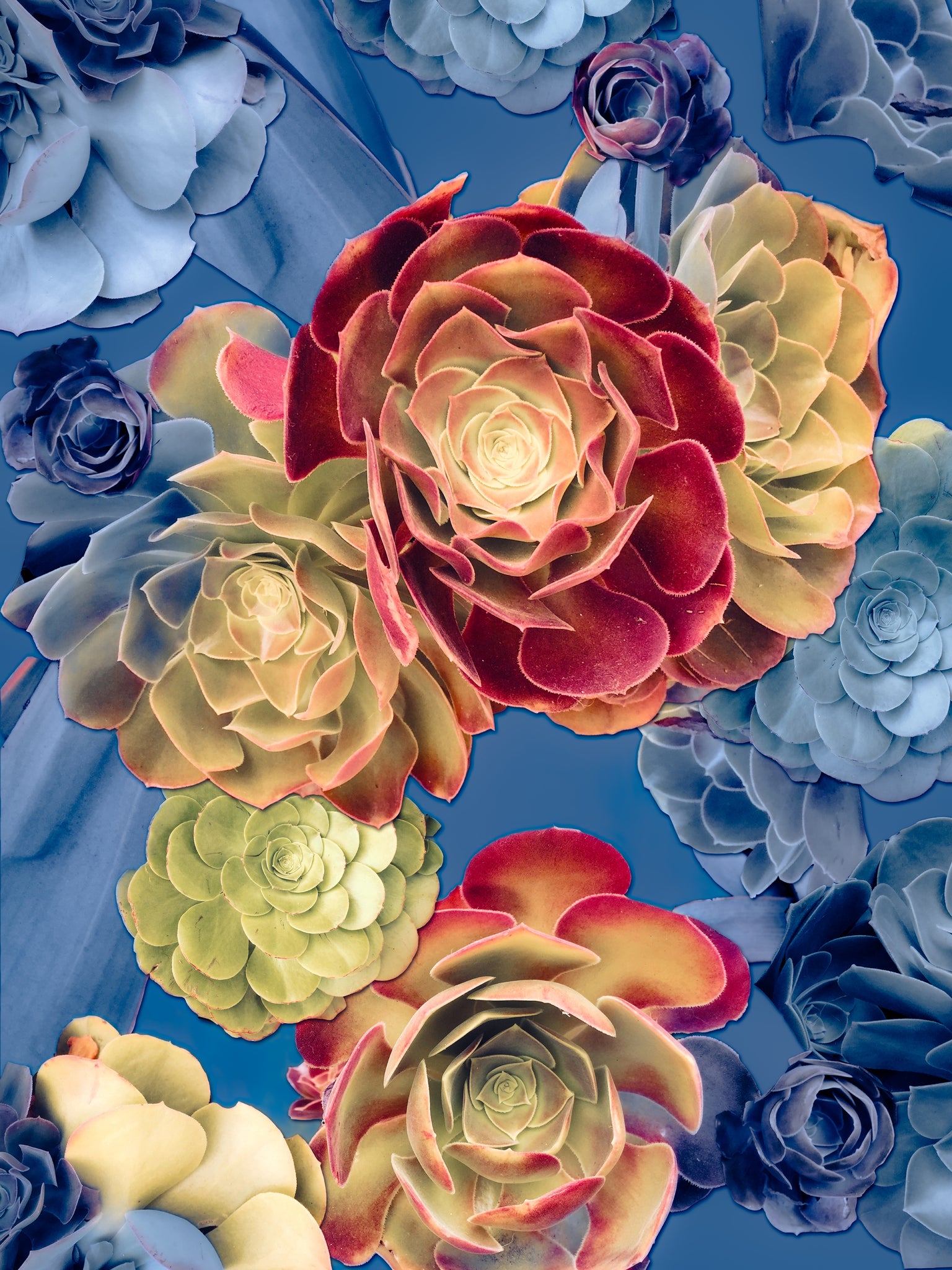 succulents santa monica Santa Monica Succulents Photomontage- 4 Versions – Joanie Landau Designs