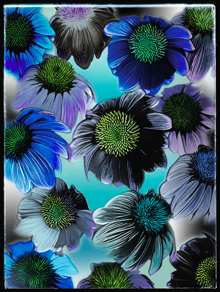 "The Florals" Black Opal Composites Nos. 1-2-3-4