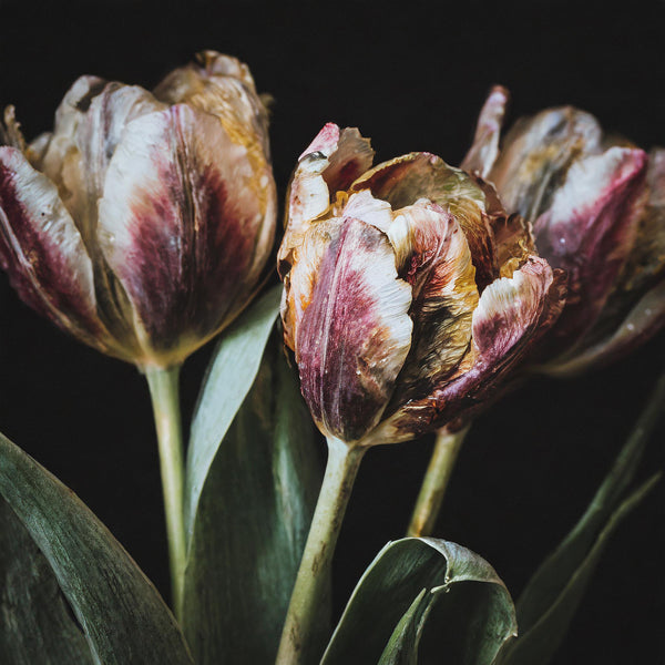 Fading French Tulips Versions 1 - 2 -3