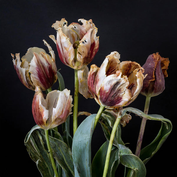 Fading French Tulips Versions 1 - 2 -3