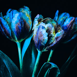 Fading French Tulips Neon Blue Versions 1 - 2 -3