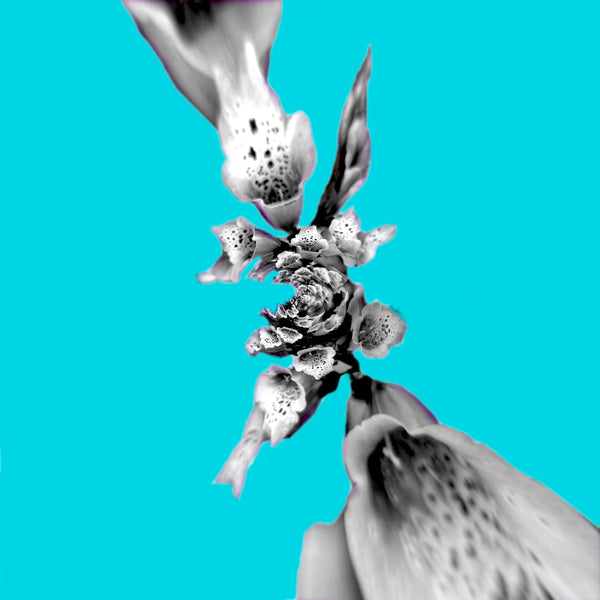 Crazy Like a Foxglove