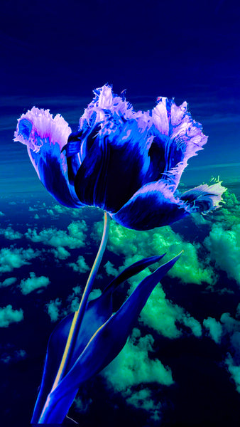Fringed Tulips 1-2-3