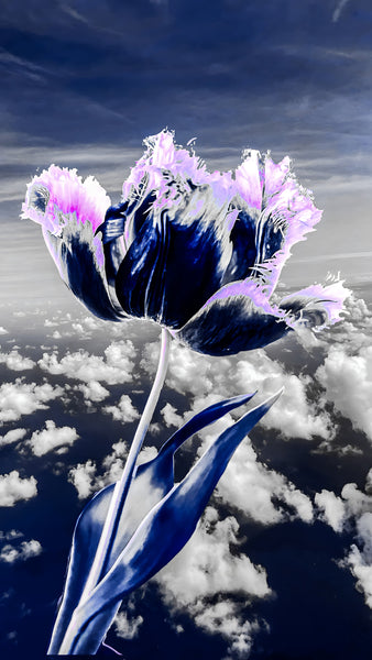 Fringed Tulips 1-2-3