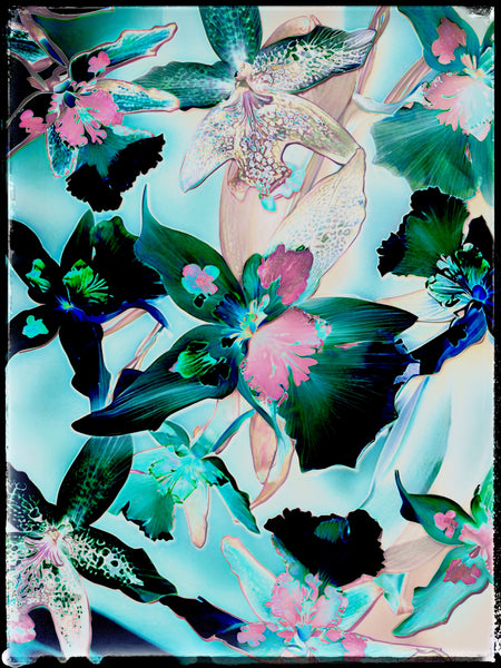 "The Florals" Black Opal Composites Nos. 1-2-3