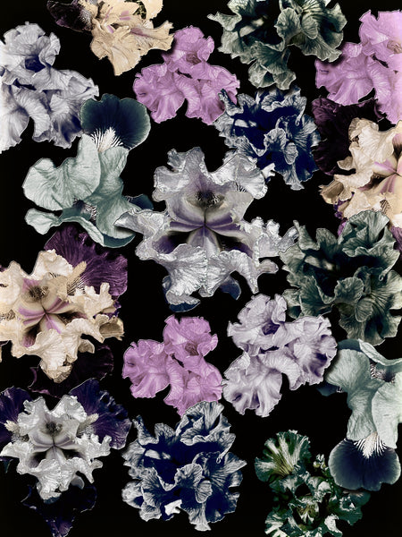 FB's Irises Photomontage -  36 x 48 Prints