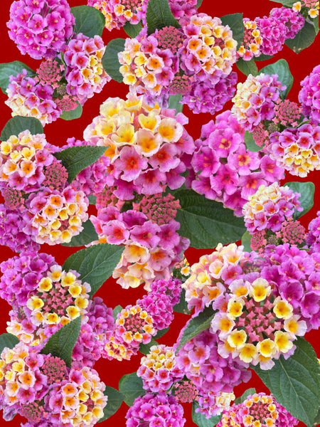 "Made You Look Lantana" - 5 Versions