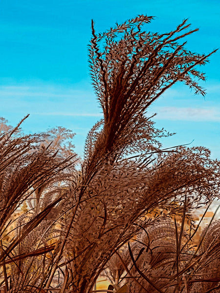 Let the Wind Carry Me - 3 Versions