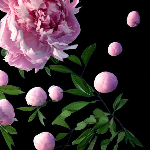 Bouncy Peonies: 30 x 30 Prints