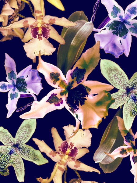 Orchid You Not - 6 Versions