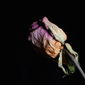 Faded Rose No. 2