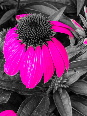 “Once and Floral” - 3 Versions
