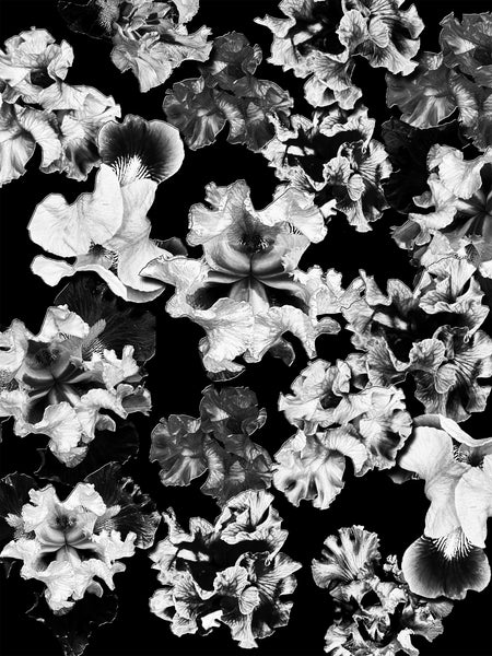 FB's Irises Photomontage - 3 Versions