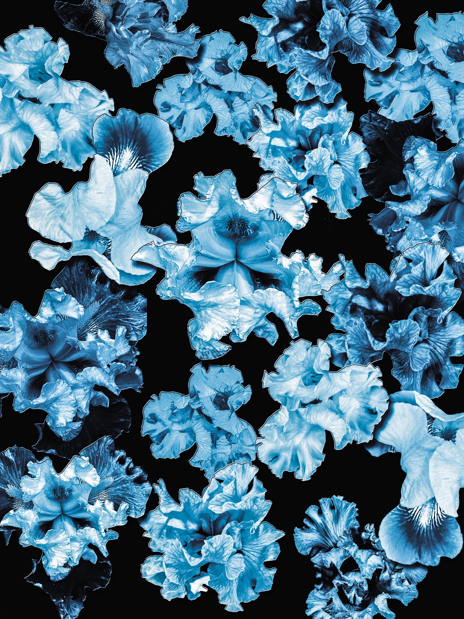 FB's Irises Photomontage Blue Story - 6 Versions