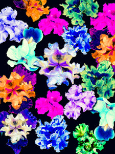 FB's Irises Photomontage - 5 Versions