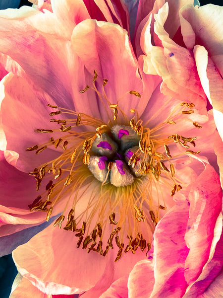 A Peony For Your Thoughts - 2 Versions