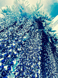 Wisteria Hysteria - 3 Versions