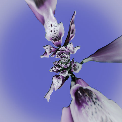 "Foxgloves Version 1" - Purple Haze Edition