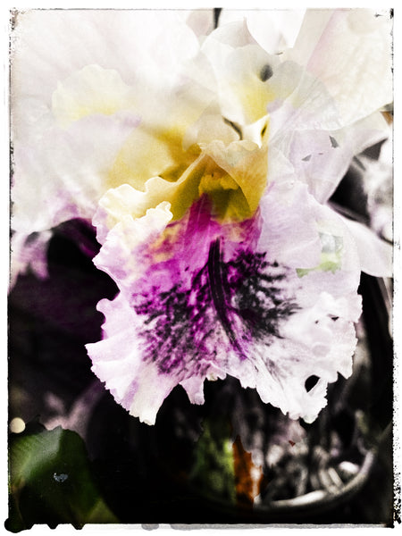 Cattleya Orchid - 3 Versions