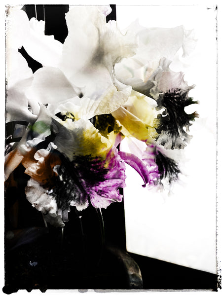 Cattleya Orchid - 3 Versions