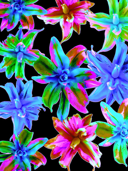 "Double Oriental Lilies Candy Land" - 4  Versions