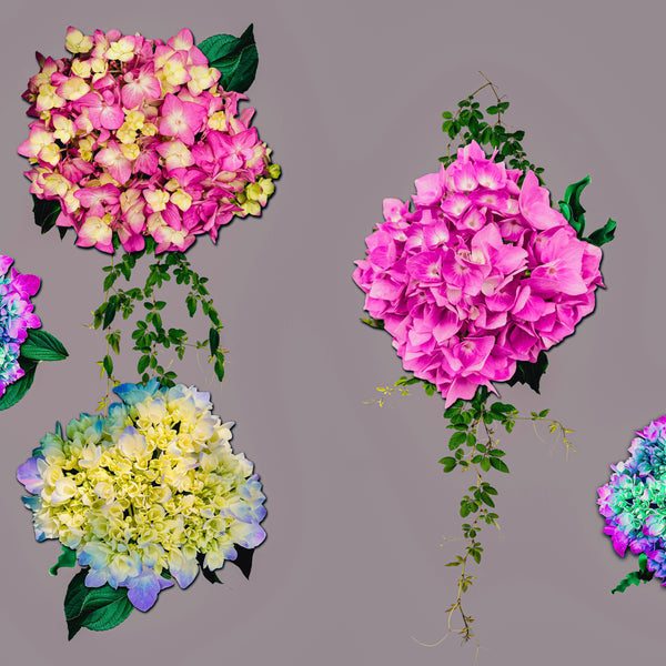 Levitating Hydrangeas -5 versions